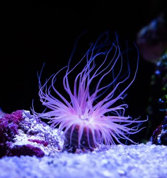 beautiful sea anemone lighting up in purple blue and pink vibrant colors aquatic underwater ocean animal plant