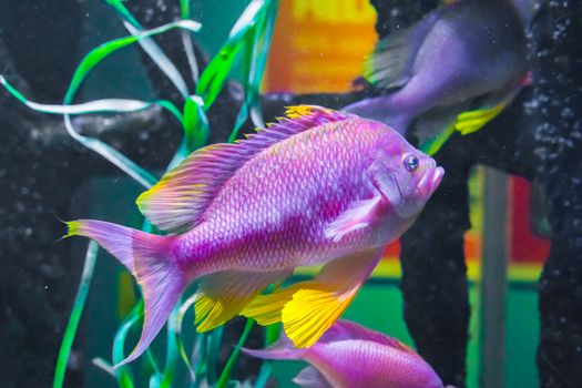 beautiful vibrant pink purple and yellow colored cichlid tropical fish underwater sea life animal portrait