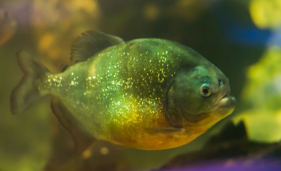 brown grey and yellow tropical fish with glittery scales exotic underwater ocean animal portrait