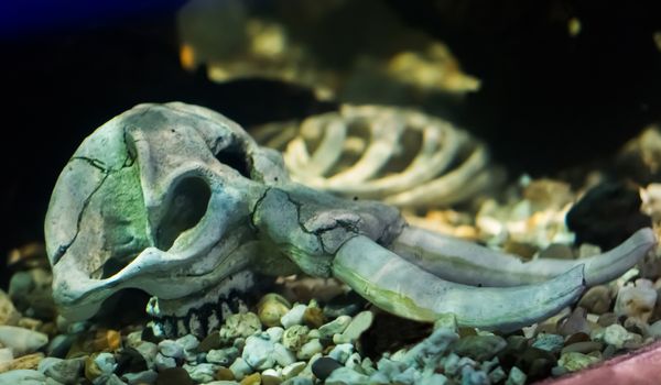 a elephant skeleton skull laying under the water amazing and scary aquarium decoration