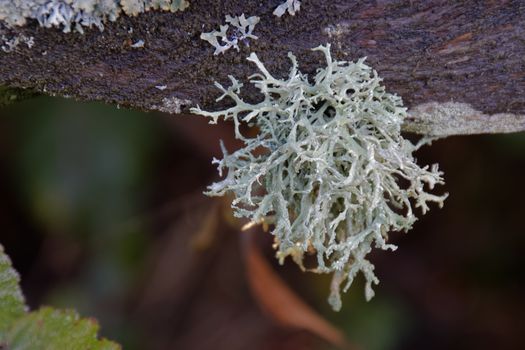 Oak Moss (Evernia prunastri) growing on a tree next to Ardingly reservoir