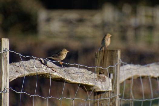 Meadow Pipit (Anthus pratensis) perched on a wire fence