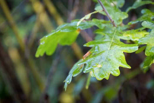 Shiny wet Oak tree leaves from early morning dew