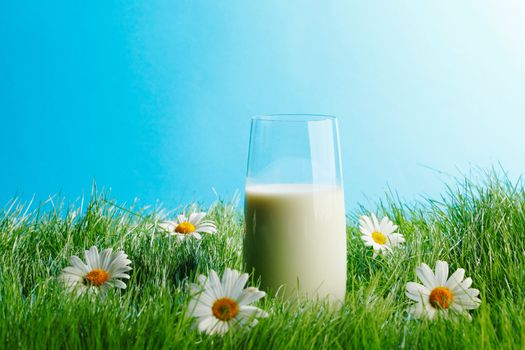 Glass of milk in spring fresh grass with white daisies 