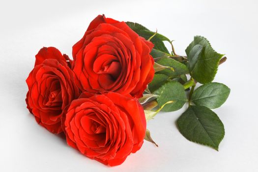 Three beautiful fresh red roses on white background