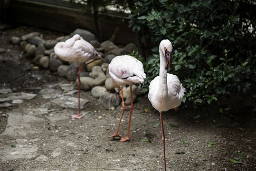 Exotic wild flamingos, detail of a tropical bird