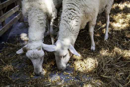 Sheep eating on a farm, detail of mammal animal feeding itself