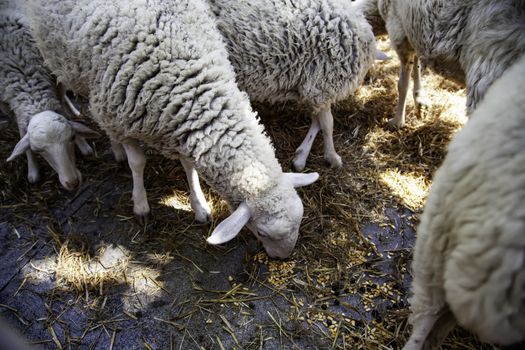 Sheep eating on a farm, detail of mammal animal feeding itself