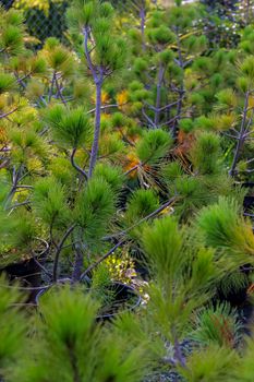 Pots with young spruce tree plants in tree farm