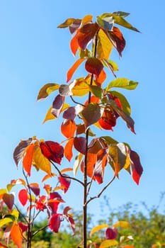 Autumn new tree with the blue sky background