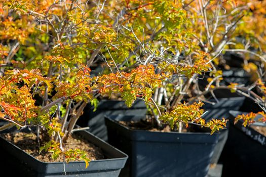 Pots with young  plants in tree farm.