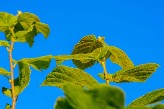 Green leaves against blue skies, natural backgrounds.