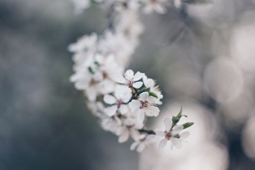 blooming tree in spring close up white pink flowers buds growing leaves twigs revival of nature