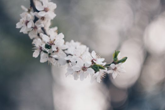 blooming tree in spring close up white pink flowers buds growing leaves twigs revival of nature