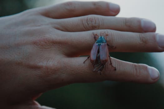 cockchafer on a female finger, soft green background. may beetle melolontha melolontha. side view hruscha