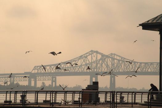 San Francisco-Oakland Bay Bridge in California, America. A person is feeding birds.
