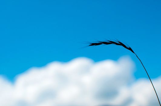 A plant with sky.
