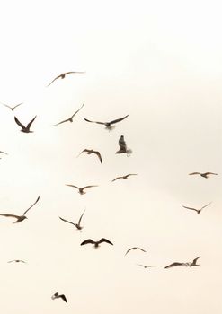 Seagulls flying around San Francisco-Oakland Bay Bridge in California, America. 