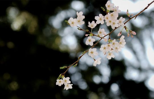 Sakura Cherry Blossom is in Spring of Japan. It usually starts from end of March to beginning of April.
