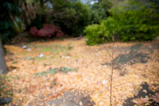 A dead plant