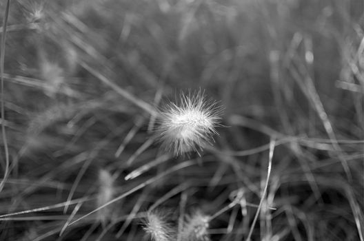 A plant with sky.