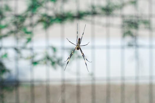 Spider is hanging from tree in the forest, Tokyo, Japan