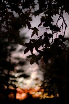 Silhouette of Leafs in Fall season of Japan. Japan has 4 seasons which are Spring, Summer, Fall, and Winter.