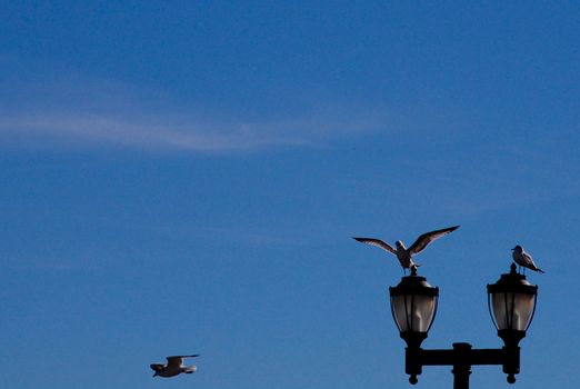 3 seagulls hang out in the sky. One is flying to the different pole and two are staying on the pole. 