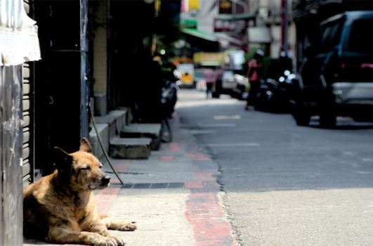 Stray Dog in Taiwan is sleeping on the street in Taipei, Taiwan. Taiwan's wether is tropical and does not snow much during winter.