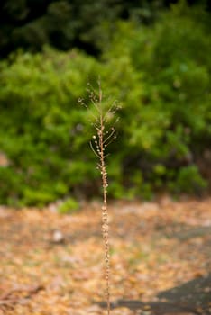A dead plant
