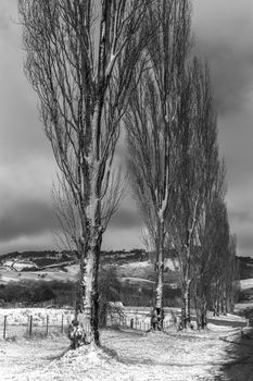 rows of Poplars in a rural country winter scene