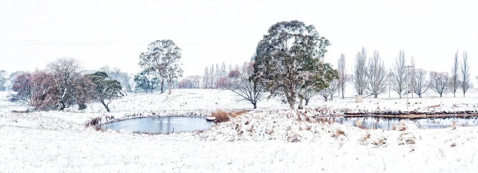 These rural farms look so pretty after a fresh dusting of white powdery snow. A mixture of poplars and gum trees dot the landscape and in the foregrund an icy cold pond or dam