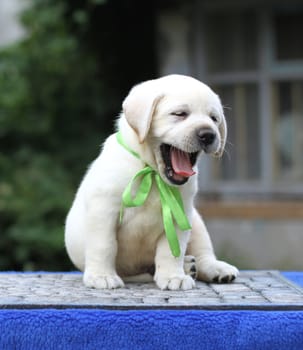 a little yellow labrador puppy sitting on blue background