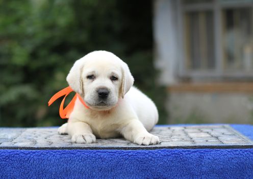 sweet little yellow labrador puppy sitting on blue background
