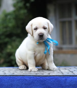 little yellow labrador puppy sitting on blue background