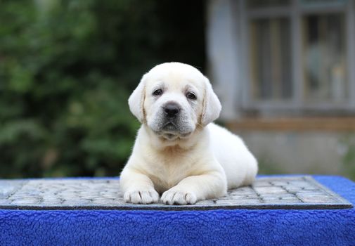a sweet little yellow labrador puppy sitting on blue background