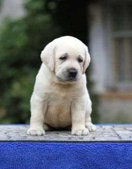 the sweet little yellow labrador puppy sitting on blue background
