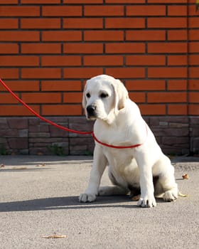 sweet yellow labrador sitting in the park