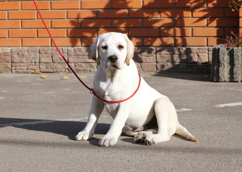 yellow labrador sitting in the park