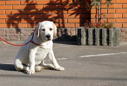 a yellow labrador sitting in the park