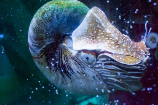 Marine life portrait of a nautilus in close up rare tropical living fossil cephalopod