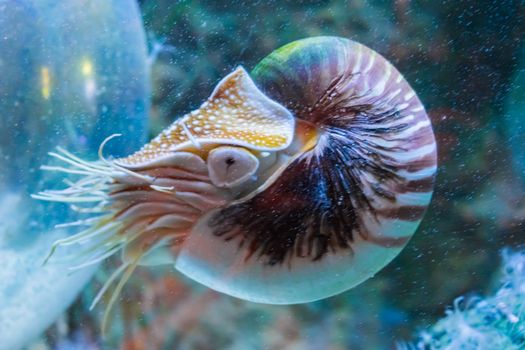 Rare tropical marine life portrait of a nautilus cephalopod a living shell fossil underwater sea animal