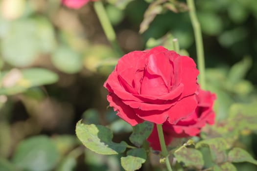 Roses in the garden, Roses are beautiful with a beautiful sunny day.
