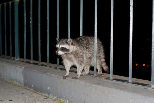 Wild Raccoon in San Francisco, California. San Francisco is located in the west southern part of United States. 