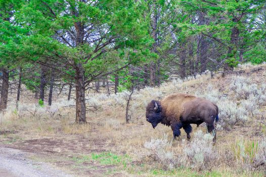 Buffalo at ''Yellowstone National Park'' is located in the U.S. states of Wyoming, Montana, and Idaho. This park is the first national park established in America.