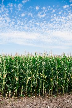 Cone Field in the country side of America. America is a continent where American mainly live. 