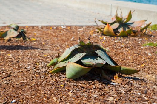 Cactus on the street around San Diego, California. California is known with a good wether located in United States of America.