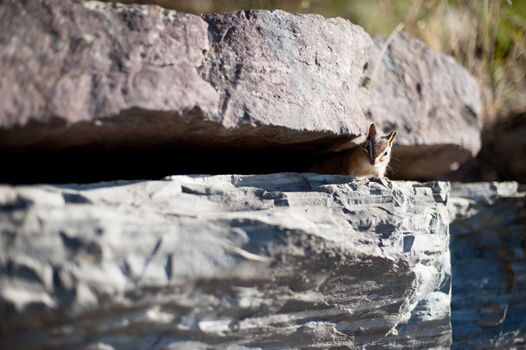 Square between stones in Iowa, America. Square is cute but always need to be careful with a wild animal.