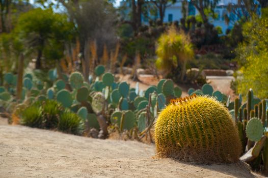 Cactus on the street around San Diego, California. California is known with a good wether located in United States of America.