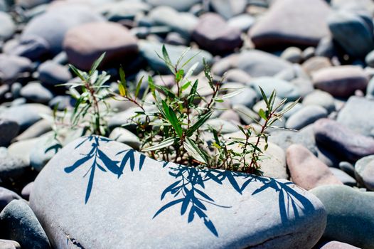 Plants at ''Yellowstone National Park'' is located in the U.S. states of Wyoming, Montana, and Idaho. This park is the first national park established in America.